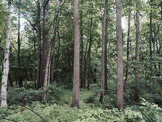 Property photo 1 - LAND AUCTION, 55+/- Acres offered in 2 tracts